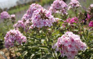 Phlox paniculata Thai Pink Jade