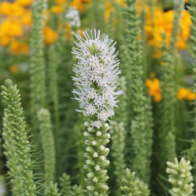 Liatris spicata Alba