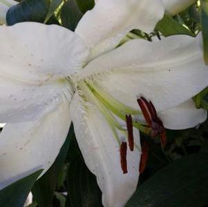 Lilium True Emotions