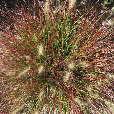 Pennisetum alopecuroides Burgundy Bunny