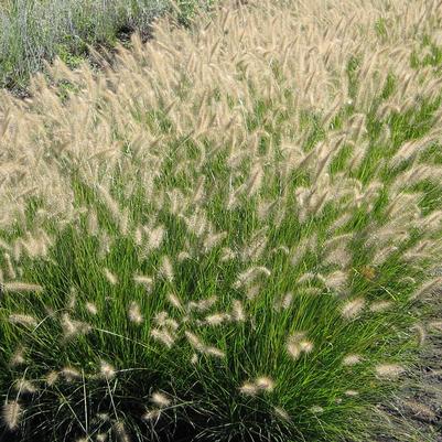 Pennisetum alopecuroides Piglet