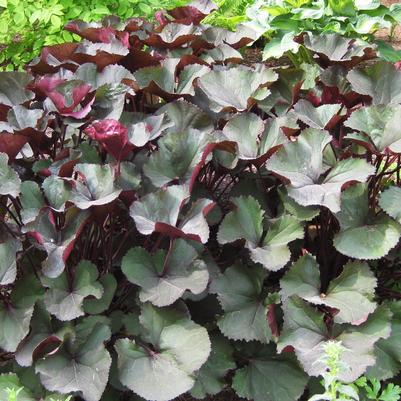 Ligularia dentata Britt-Marie Crawford