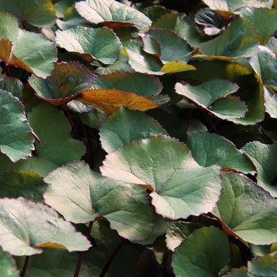 Ligularia dentata Desdemona