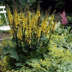 Ligularia stenocephala Little Rocket