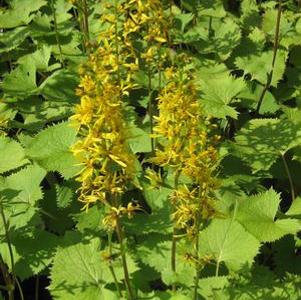 Ligularia stenocephala The Rocket