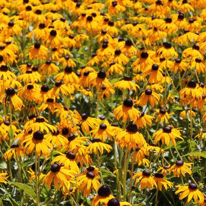 Rudbeckia fulgida var. sullivanti Goldsturm