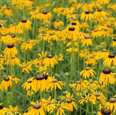 Rudbeckia speciosa Prairie Blaze