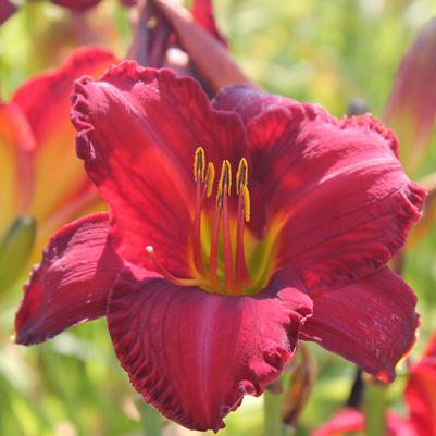 Hemerocallis Chicago Apache