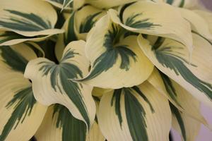 Hosta Blue Ivory