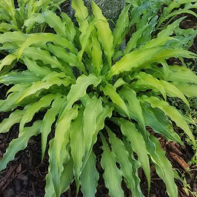 Hosta Curly Fries