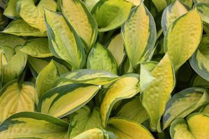 Hosta Rainforest Sunrise