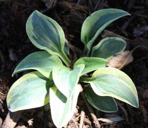 Hosta Frosted Mouse Ears