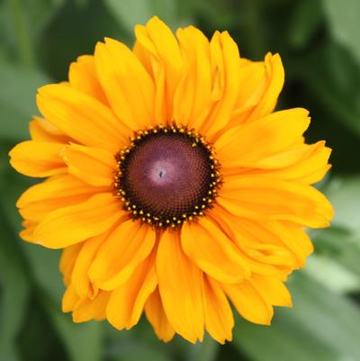 Rudbeckia hirta Goldilocks