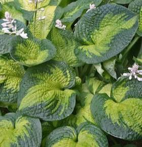 Hosta Brother Stefan