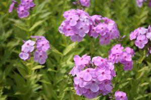 Phlox paniculata David's Lavender