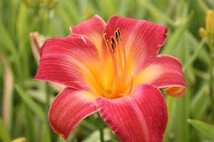 Hemerocallis Cherry Cheeks