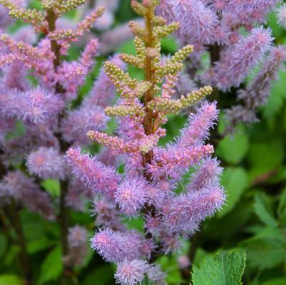 Astilbe chinensis Pumila