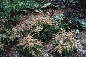 Astilbe simplicifolia Sprite