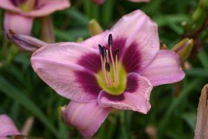 Hemerocallis Chicago Heirloom