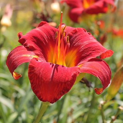 Hemerocallis Chicago Fire