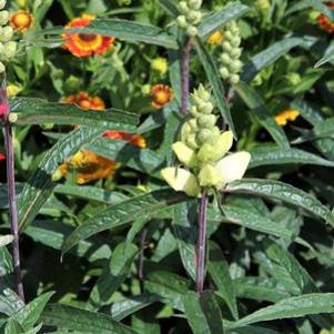 Chelone glabra Leiderhosen