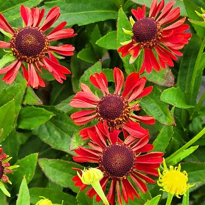 Helenium Mariachi™ Siesta