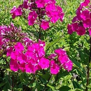 Phlox paniculata Super Ka-Pow™ Fuchsia 