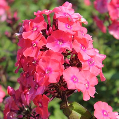 Phlox paniculata Glamour Girl