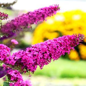 Monarch Glass Slippers Butterfly Bush (Buddleia 'Glass Slippers