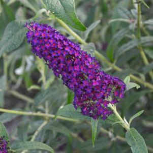 Buddleia Monarch® Dark Dynasty
