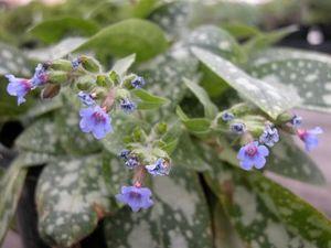 Pulmonaria longifolia Roy Davidson