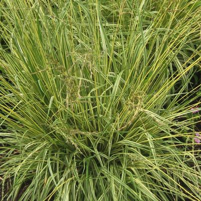 Molinia caerulea Variegata