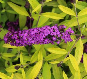 Buddleia davidii Evil Ways