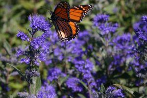 Caryopteris clandonensis Longwood Blue