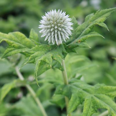 Echinops ritro 