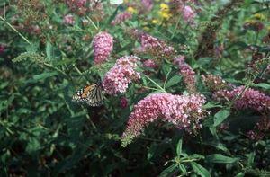 Buddleia davidii Pink Delight