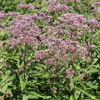 Eupatorium Phantom