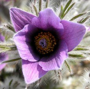 Pulsatilla vulgaris (Pasque Flower)