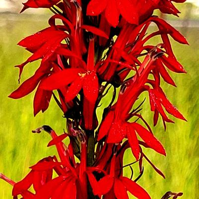 Lobelia cardinalis 