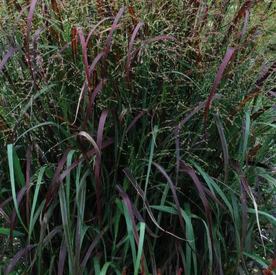 Panicum virgatum Prairie Fire