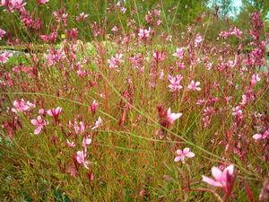 Gaura lindheimeri Passionate Blush