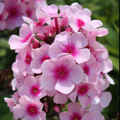 Phlox paniculata Bright Eyes