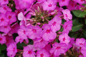 Phlox paniculata Pink Flame