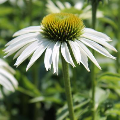 Echinacea purpurea White Swan