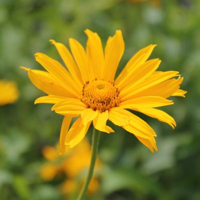 Heliopsis helianthoides Summer Sun