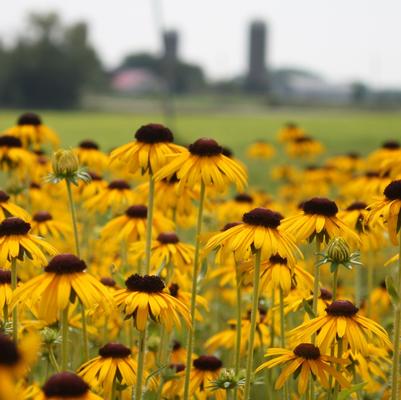 Rudbeckia speciosa Viette's Little Suzy