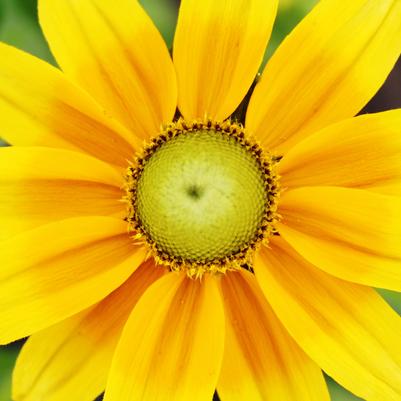 Rudbeckia Prairie Sun