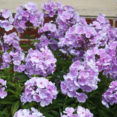 Phlox paniculata Franz Schubert