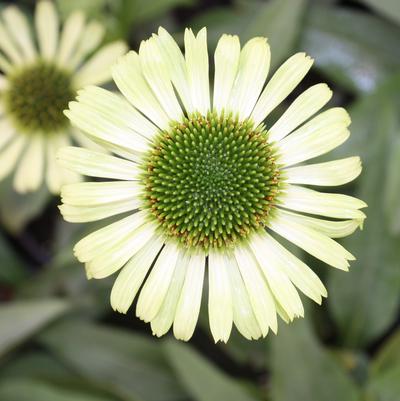 Echinacea Green Jewel