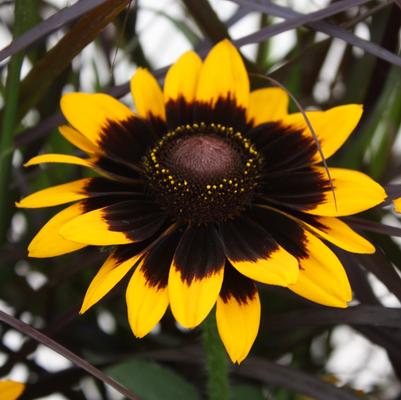 Rudbeckia Sonora